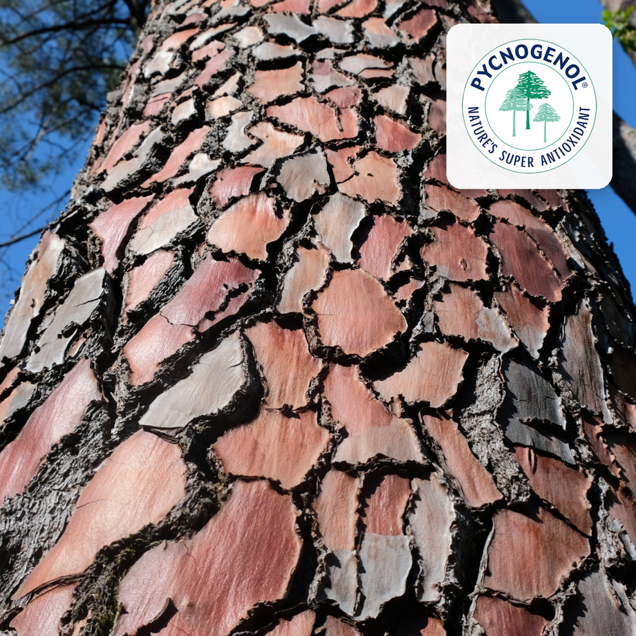 Pine Bark Extract